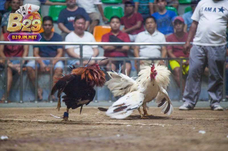 Nhiều ưu điểm dành cho người chơi