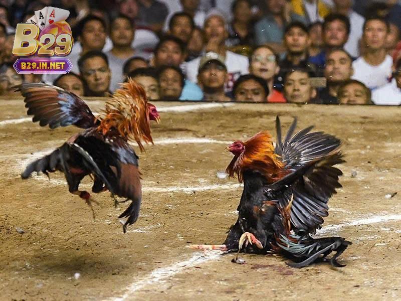 Các loại kèo phổ biến