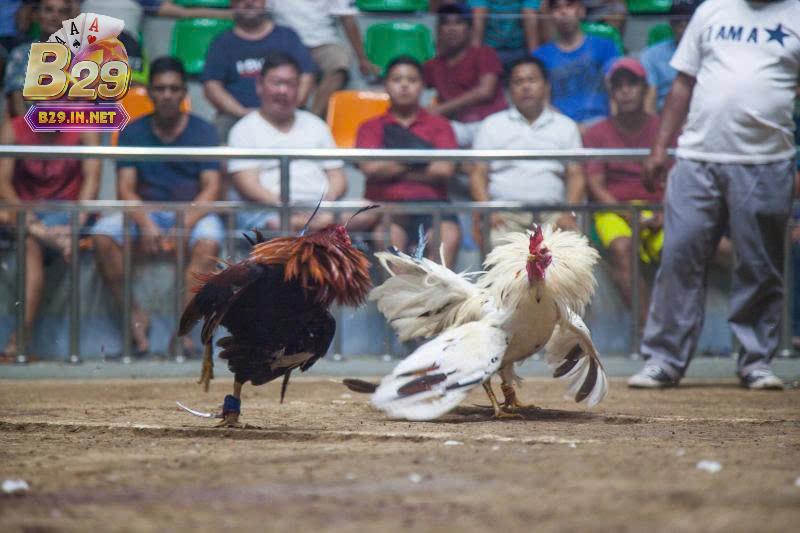 Tìm hiểu đá gà philippines b29